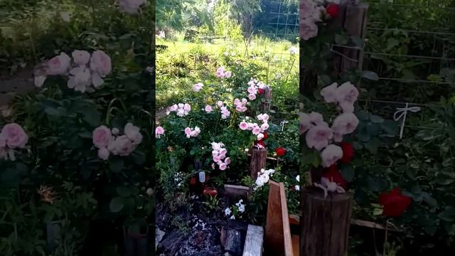 Розы Доминик Луазо, Флорентина, Синдирелла, Стефани Баронин Цу Гуттенберг, Букет Парфе. смотреть онлайн