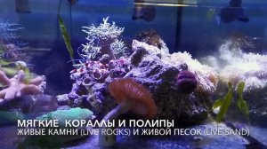 Жёсткие LPS и SPS кораллы Премиум класса!