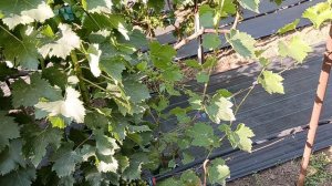 Виноградник Король В. Н. на 17.07.24г. (часть2) г. Краснодар  Slava.King2007@mail.ru