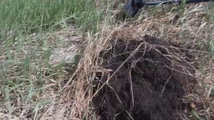 Копаю металл как "Красный пахарь". металокоп.