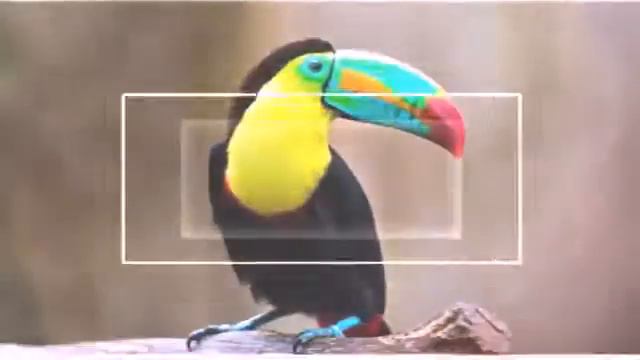 Любимые и милые животные♥ смотреть онлайн