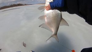 Ловим леща на истринском водохранилище на безмотылки. Ловля щуки на жерлицы в городском пруду.