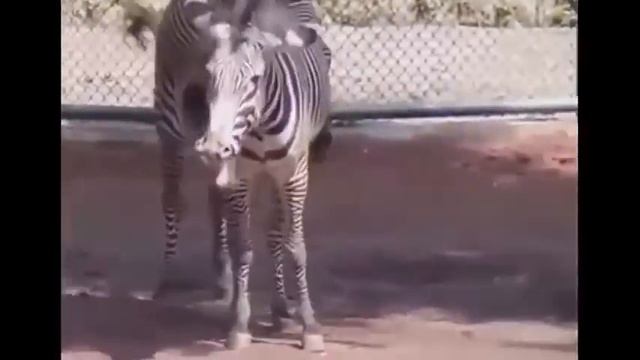 ГОРЯЧИЕ ЖИВОТНЫЕ  7