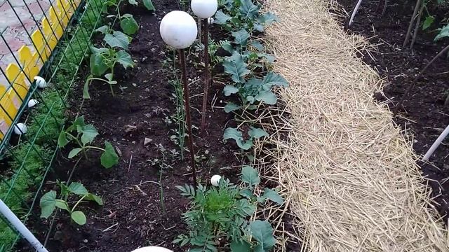 Сетка к огурцам смотреть онлайн