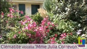 Clematite viticella 'Mme Julia Correvon' - Pépinières TRAVERS - Spécialiste des plantes grimpantes