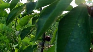 Черешня система UFO. Сигнальне плодоношення.