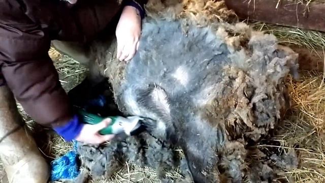 Зимняя стрижка овец// Надо ли стричь козла? смотреть онлайн