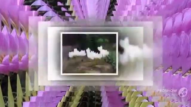Цветы Безвременник (Colchicum flower)