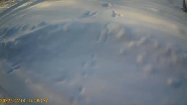 Пропажа зайцев. Не могу ни как найти. смотреть онлайн