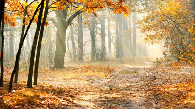 1 HOUR DOG MUSIC SPECIAL! Relaxing Music for Puppies and Dogs! Help your Dog to Calm Down 🐶 RMD07 смотреть онлайн