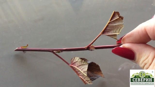 Зеленое черенкование на примере пузыреплодника! смотреть онлайн