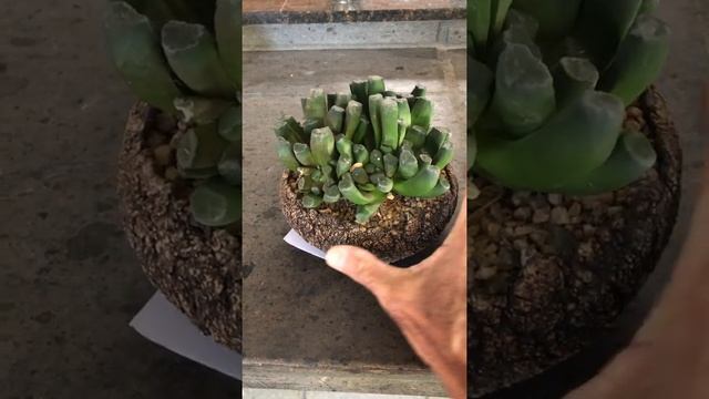 A Haworthia maughanii cluster