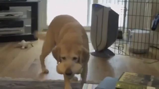 Собака-Хомячок | Dog-Hamster смотреть онлайн