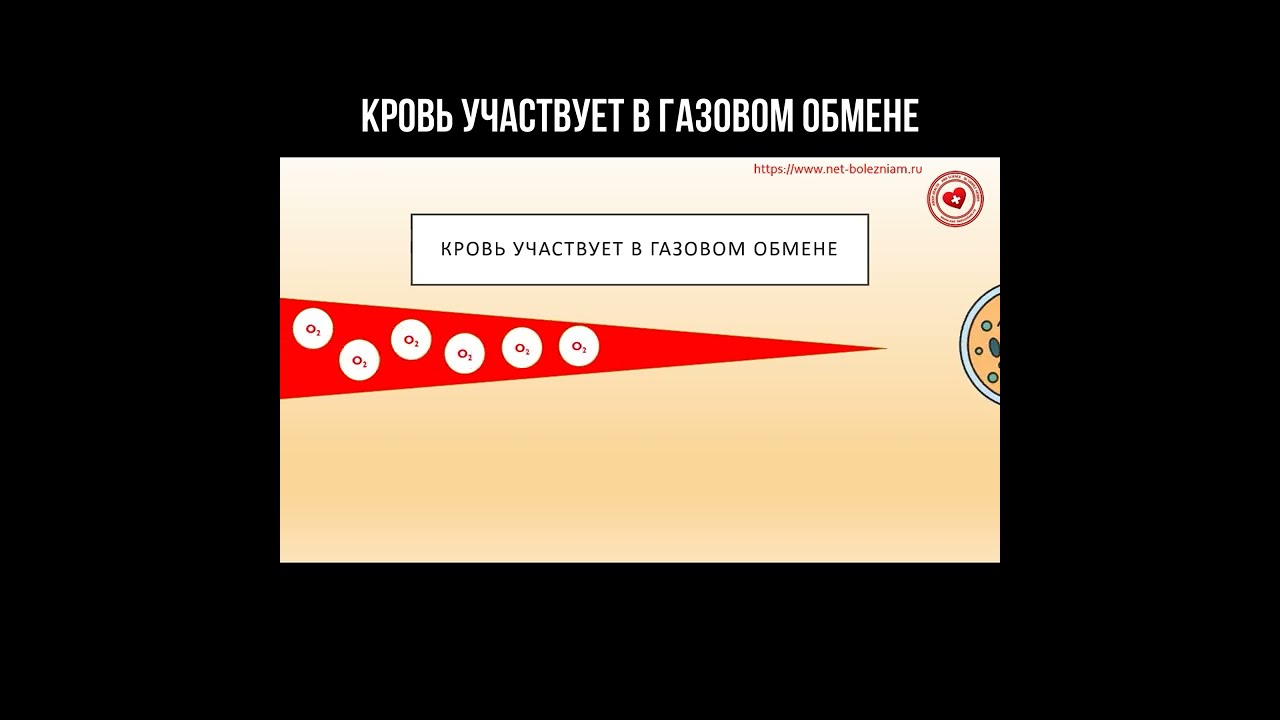 Кровь участвует в газовом обмене смотреть онлайн
