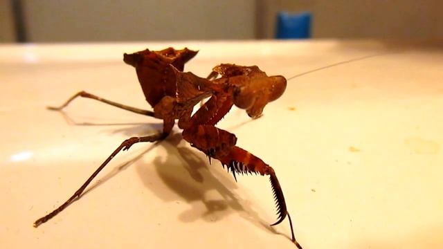 CANON PowerShot SX170 TEST MACRO - LEAF MANTIS - BAD INDOOR LIGHTING смотреть онлайн