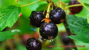 Смородина черная Нара (ribes nigrum nara) ? смородина Нара обзор: как сажать саженцы смородины Нара