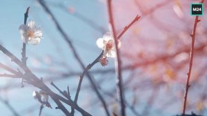 Весна в столице | О Москве с любовью