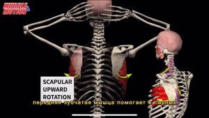 Передняя зубчатая мышца. 3d anatomy. MUSCLE MOTION