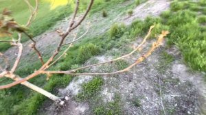 Как цветет орех? Как отличить почки на орехе? Интересная форма ореха и последствия заморозков.