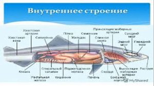 Урок №17 "Тип Хордовые. Класс Хрящевые рыбы"