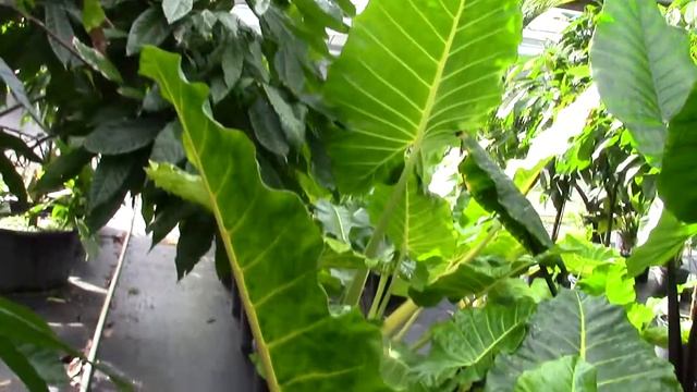 Alocasia macrorrhiza Var. lutea  Giant Elephant Ear