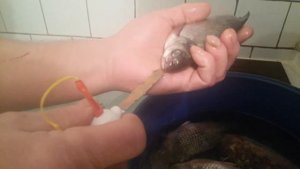 Снасточка для вертикальной ловли сома