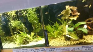 Аквариумные рыбки.Покупаем.