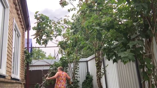 Обрезка сирени/ Из куста в ? дерево/ 1 часть