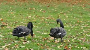 Чёрный лебедь. Красивейшая птица нашей планеты.