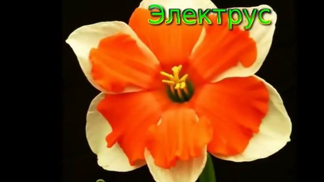 Самые красивые сорта НАРЦИССОВ.Топ-20.The most beautiful varieties of NARCISSOV смотреть онлайн