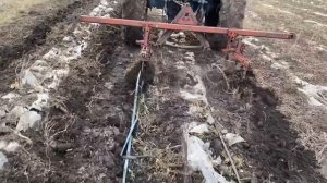 Уборка мульчирующей пленки,скобой