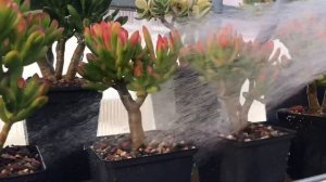 Полив Толстянок денежных деревьев - поливаю свои разноцветные Крассулы Crassula ovata watering