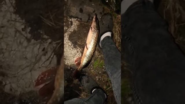Рыбалка ГОЛЫМИ Руками ?#рыбалка2023 #осенняярыбалка #ловлящуки смотреть онлайн