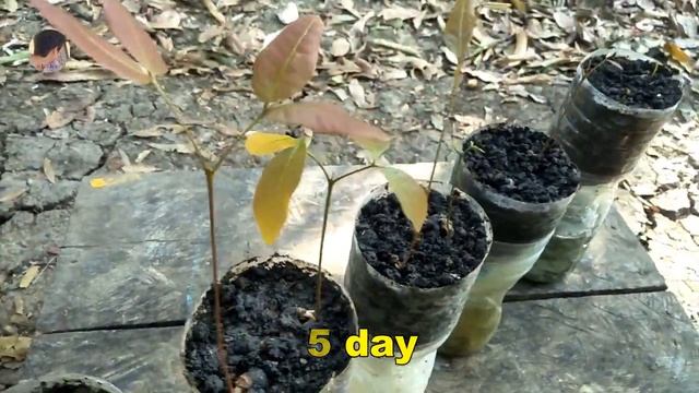 How to grow Longan fast and easy work at home, New techniques - my agriculture смотреть онлайн