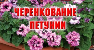 ЧЕРЕНКОВАНИЕ ПЕТУНИИ И РЕЗУЛЬТАТ ЧЕРЕЗ 10 ДНЕЙ.mp4