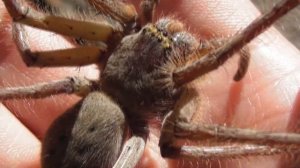 Meet the VIRAL Giant Spider! HUGE Australian Huntsman