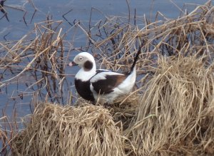 Морянка - морская утка