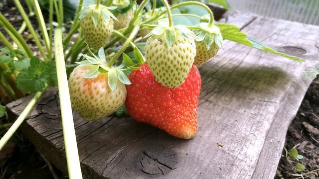 СЕКРЕТ ГИГАНТСКОЙ РАННЕЙ КЛУБНИКИ. СОРТ КАПРИ смотреть онлайн