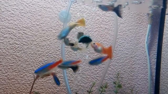 Кормление аквариумных рыбок спирулином смотреть онлайн