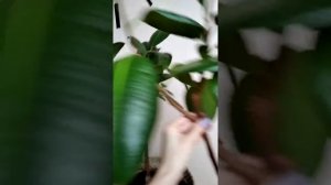 Обрезка фикуса каучуконосного. Формирование кроны.