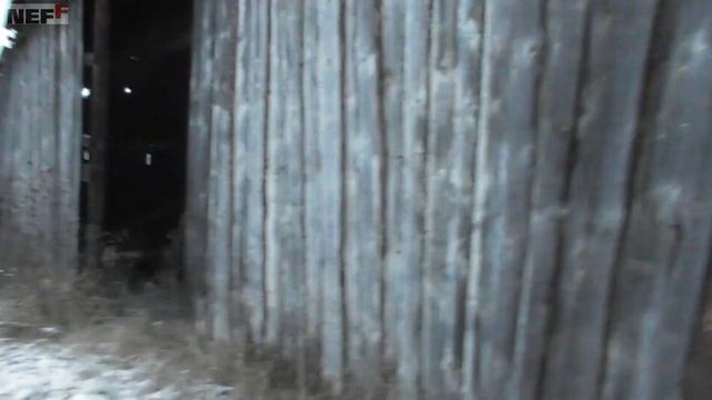 Старая амбарная доска,  Ретро-доска для интерьера в стиле лофт, нашли старый зерноток ему 50 лет.