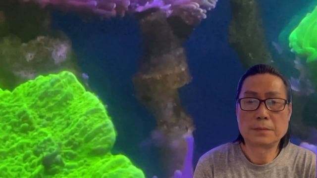 海水魚珊瑚鼻涕藻確診～阿公的海水魚缸