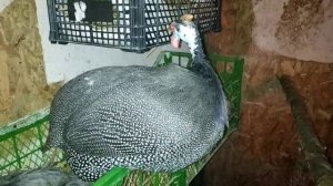КУРЫ НЕСУШКИ ЗИМОЙ. КЛЕТОЧНО ИЛИ НАПОЛЬНО. ЧТО ВЫБРАЛА Я? ?