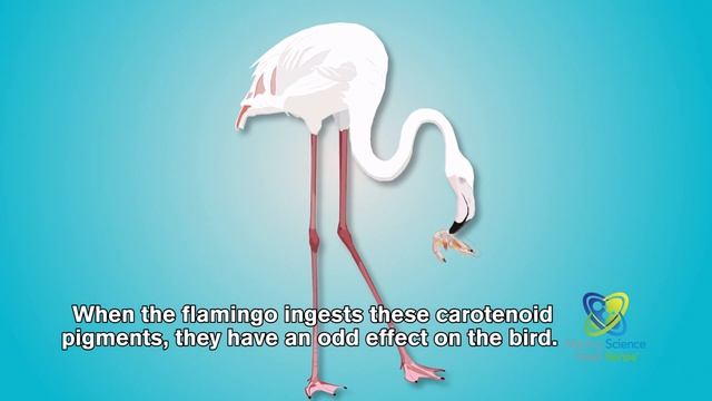 Why are Flamingos Pink? смотреть онлайн