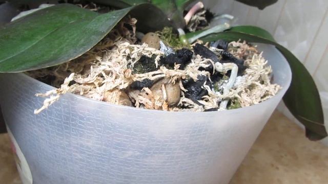 Паутинный клещ на орхидее: меры борьбы в домашних условиях. смотреть онлайн