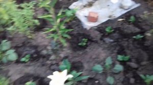 КАКИЕ ЦВЕТЫ ПОДХОДЯТ ДЛЯ ПОСАДКИ ВДОЛЬ ДОРОЖКИ.
