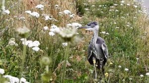 Graureiher krank poor sick grey heron ill Vogelbeobachtung birding Ardea cinerea armer Fischreiher