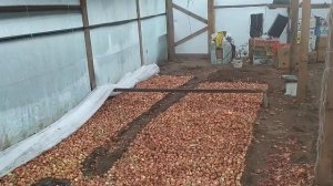 лук на перо, теплица в декабре