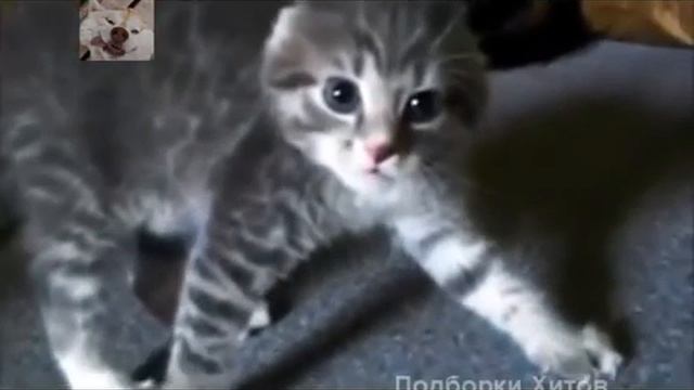 Сборник.Смешные. Короткие. Приколы с животными 9 смотреть онлайн