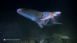 10 Самых Опасных Доисторических Акул